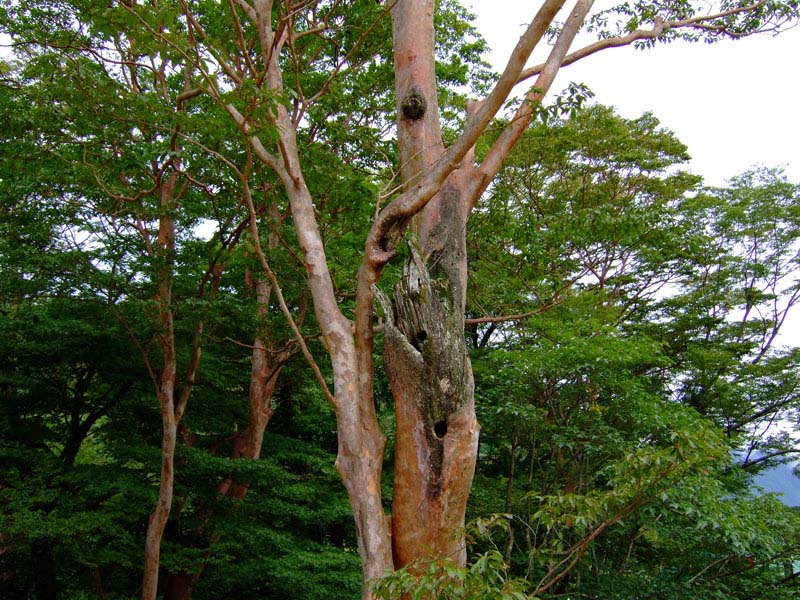 45cd82c6.jpg