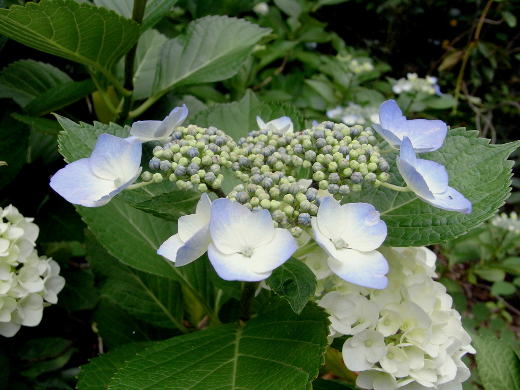 9a406c42.jpg