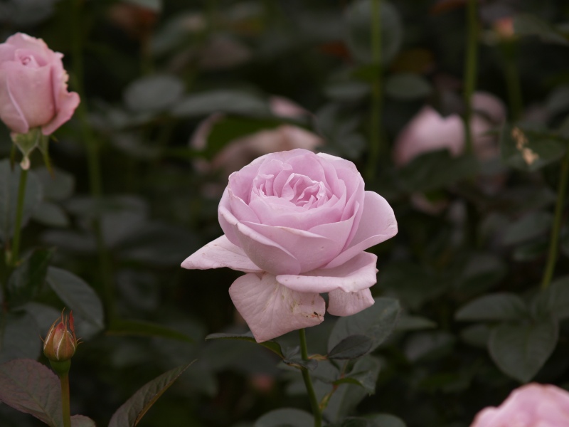 d9d04365.jpg