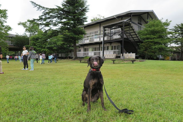 軽井沢キャンプ 第二期 一日目 動物介在教育 Animal Assisted Education
