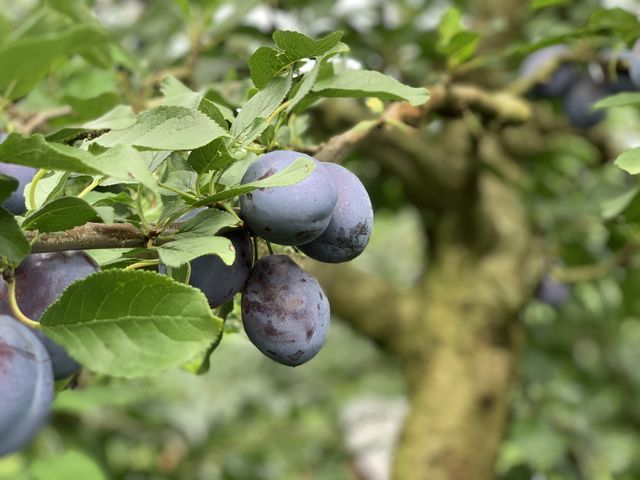 963915A7-AD65-4785-B1F2-C743564DF850