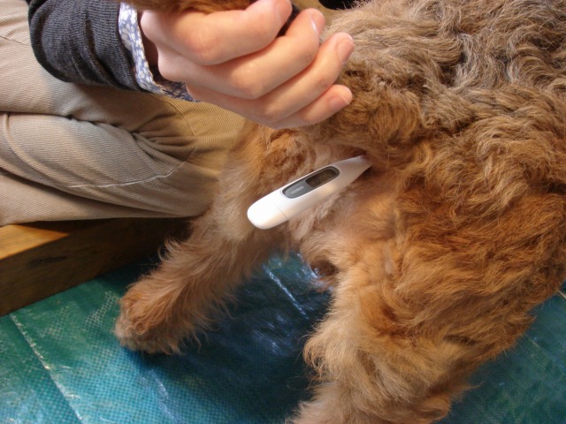 妊娠推定58日目 動物介在教育 Animal Assisted Education