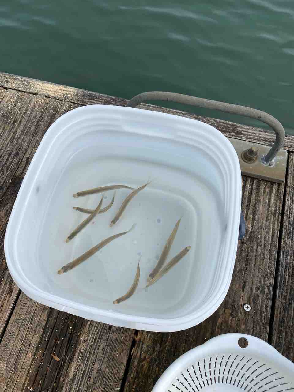 父とワカサギじじいと寄生虫 シップス塾長ブログ