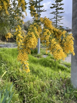 momura-sakahama-mimosa