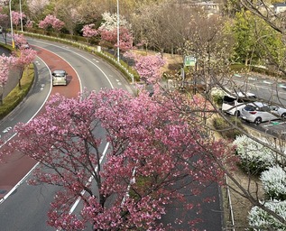 onekan-yokozakura