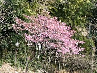 misawagawa-yokozakura
