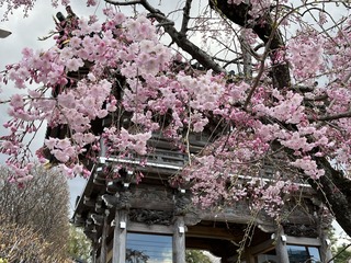 hozoin-shidarezakura