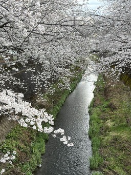 misawagawa-sakura2025