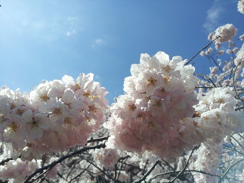 南足柄の「春めき桜」を見に行きました03