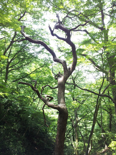 20170530_湯ノ岳(川上渓谷)