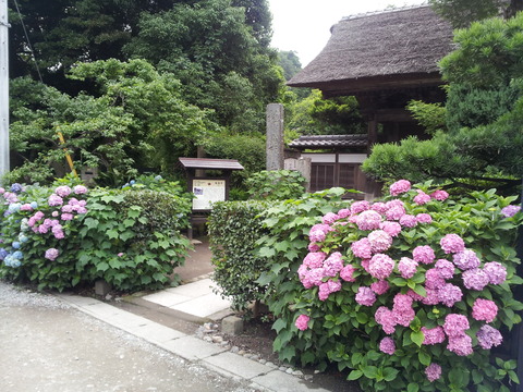 20170629_極楽寺