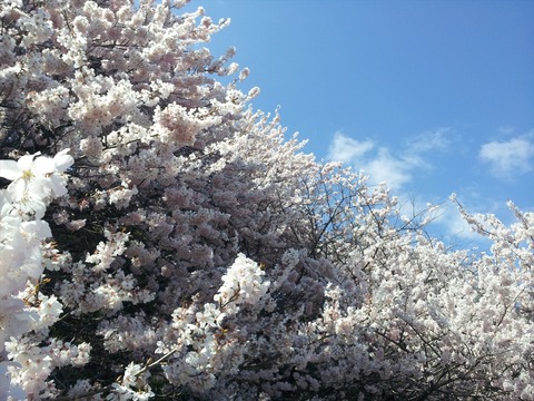 南足柄の「春めき桜」を見に行きました02