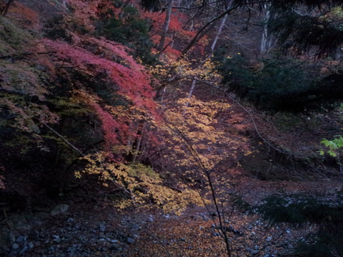 伊勢沢林道　紅葉