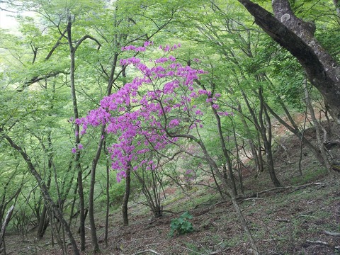 丹沢大山のアカヤシオが見頃02