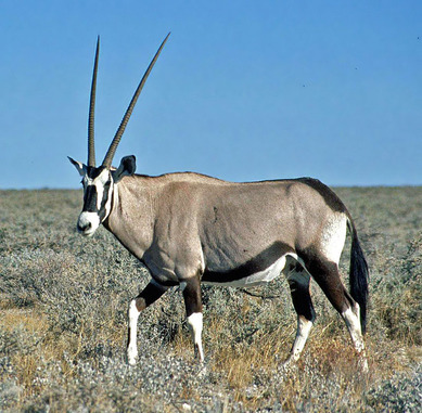 800px-Oryx_Gazella_Namibia(1)