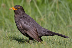 800px-Common_Blackbird