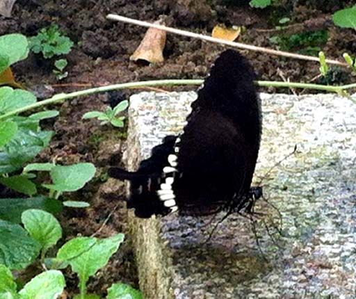 20120819185732_1_1