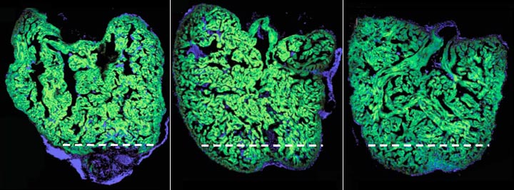 心臓を再生できる魚とできない哺乳類 その違いはどこに サイエンスあれこれ