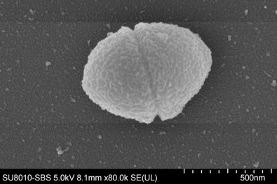 bacteria-commonly-foun-1