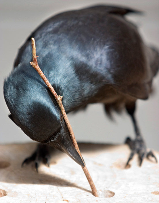 sn-crow