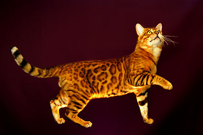 400px-Bengal_cat_catcrest3