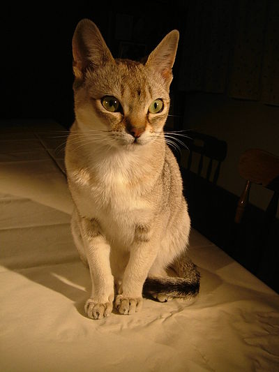 400px-Raffles_singapura_cat