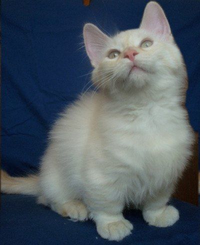400px-Longhairedmunchkin