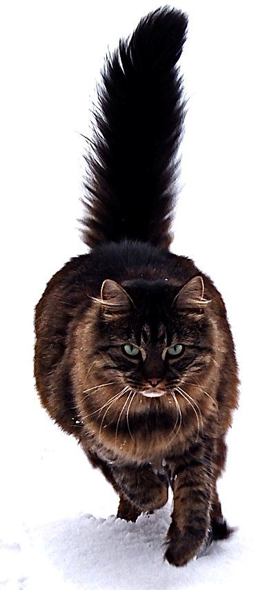 400px-Maine_Coon_cat_by_Tomitheos