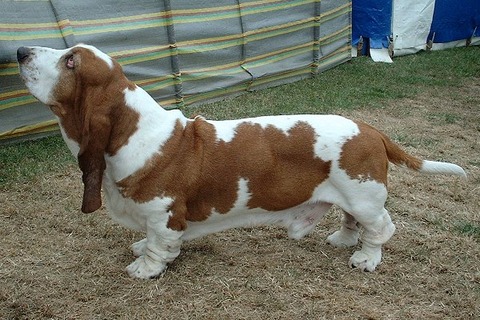 Basset_Hound_600