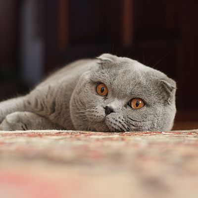 400px-Adult_Scottish_Fold