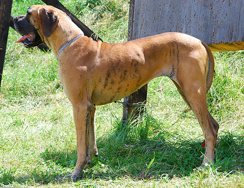 500px-Great_Dane_K02