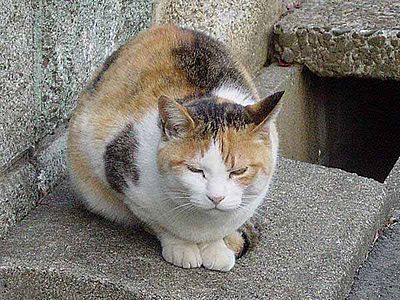 400px-三毛猫-dsc00836