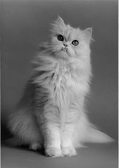 Persian_Cat