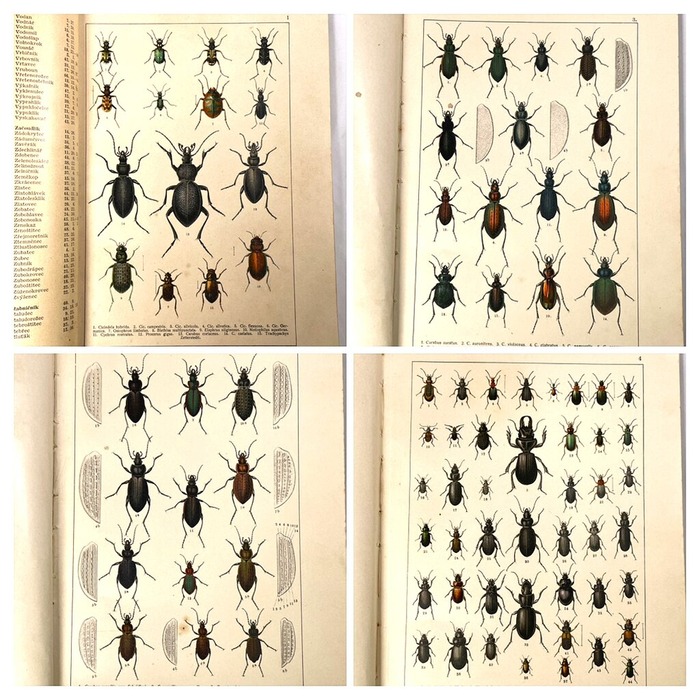 5096A02C-3D61-4DCB-B6EC-2331BB7B834F-COLLAGE