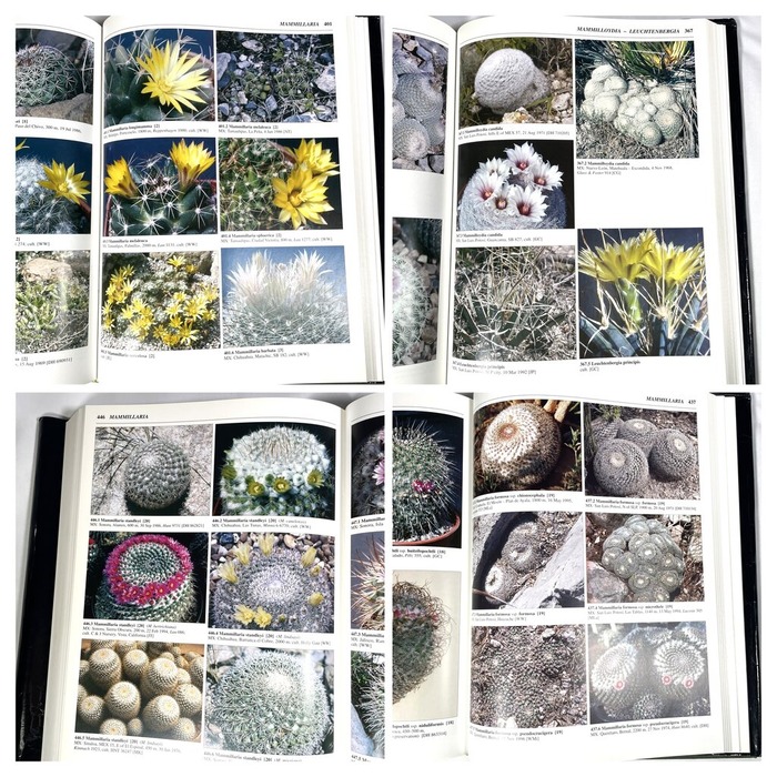 6EB4548D-390E-4E8A-B795-BB8D924CF994-COLLAGE