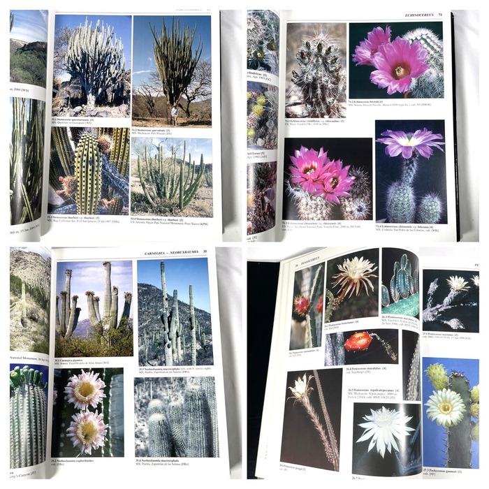 8E6CCD8B-5C4A-49E7-9579-01A1F87EECEB-COLLAGE