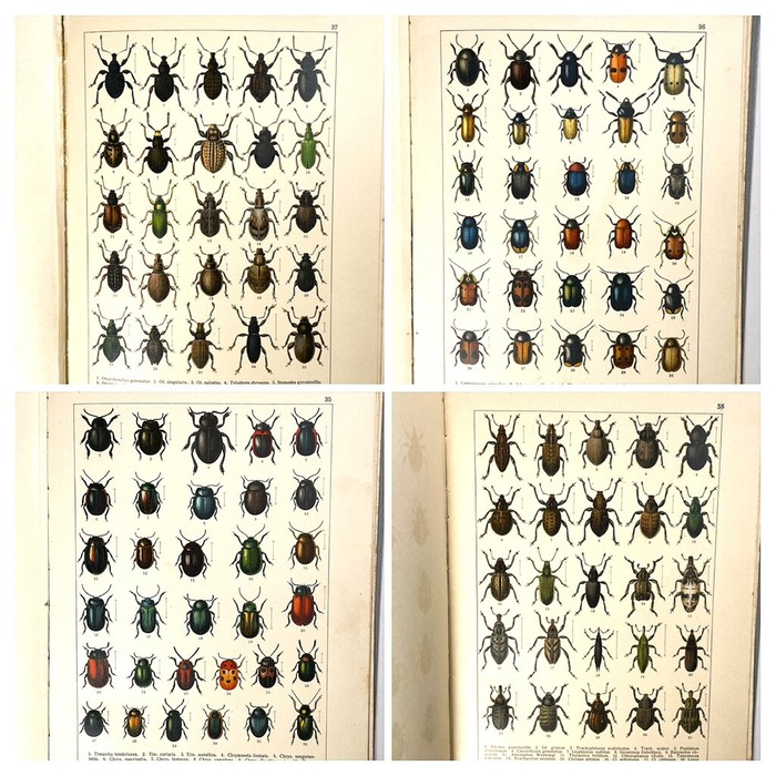 C8BA0016-99EF-454F-82B2-B15F49D7A51F-COLLAGE