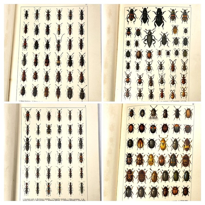 A860D578-DE6D-4C3C-BB2B-241FEFA4197E-COLLAGE