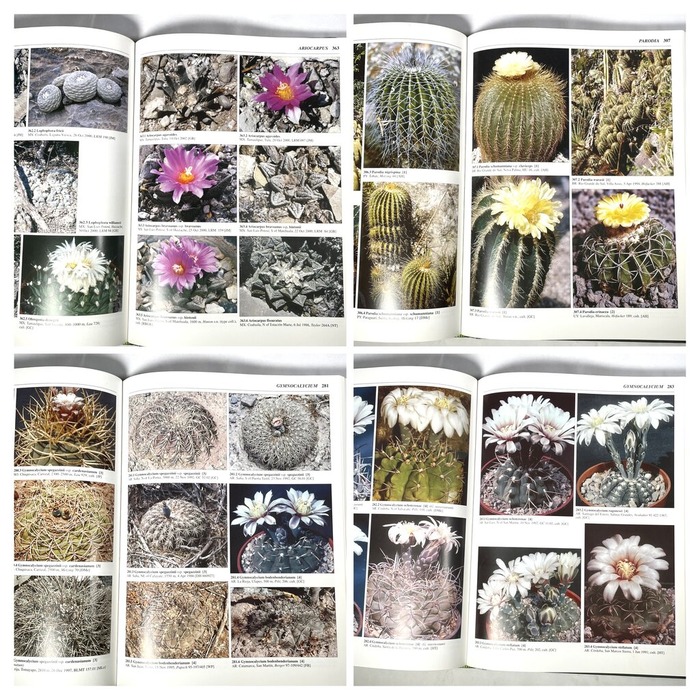 DE702335-1A1A-44DE-BF09-48AE3008884F-COLLAGE