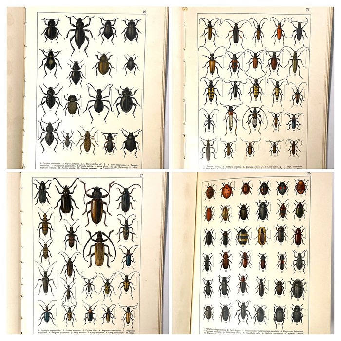 9BC0D1E0-46A6-4174-AB00-089B678B7E87-COLLAGE