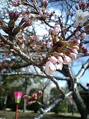 2010 4 8 006