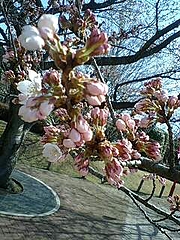 2010 4 8 005