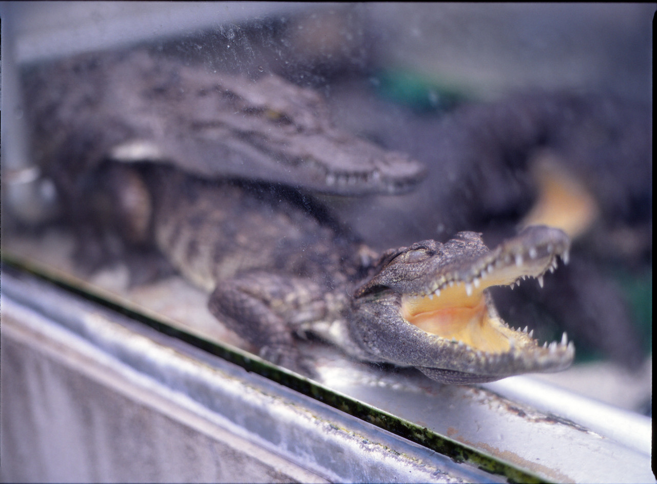 Motoguzzi 750 Ntx 異端 四方山 東十条無頼 Motoguzzi 750 Ntx 異端 四方山 東十条無頼