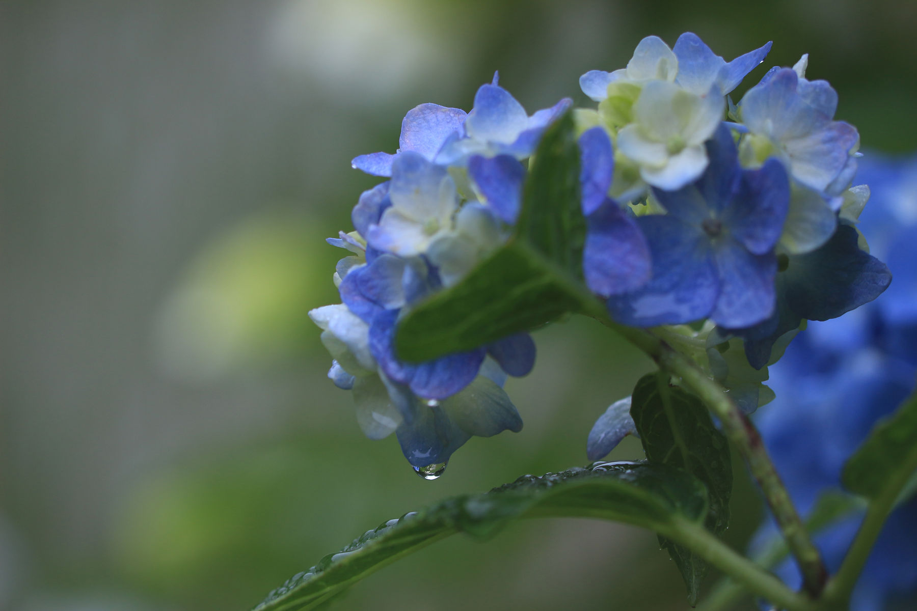 雨の日の紫陽花 野の花ブログ