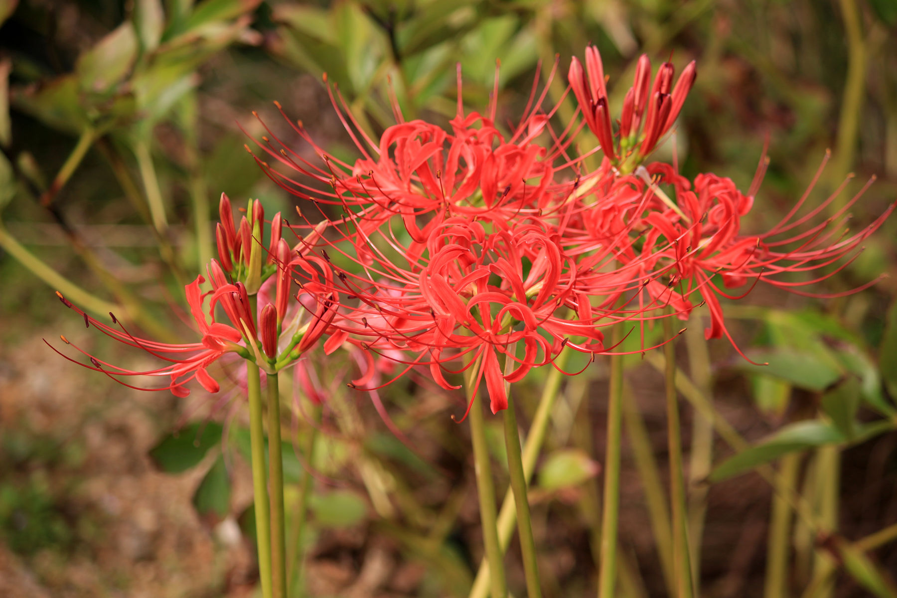庭の彼岸花 野の花ブログ 庭の彼岸花 野の花ブログ