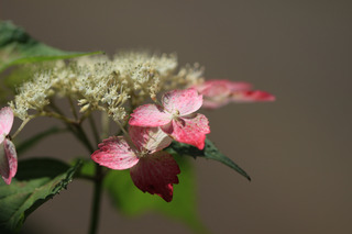 IMG_5922