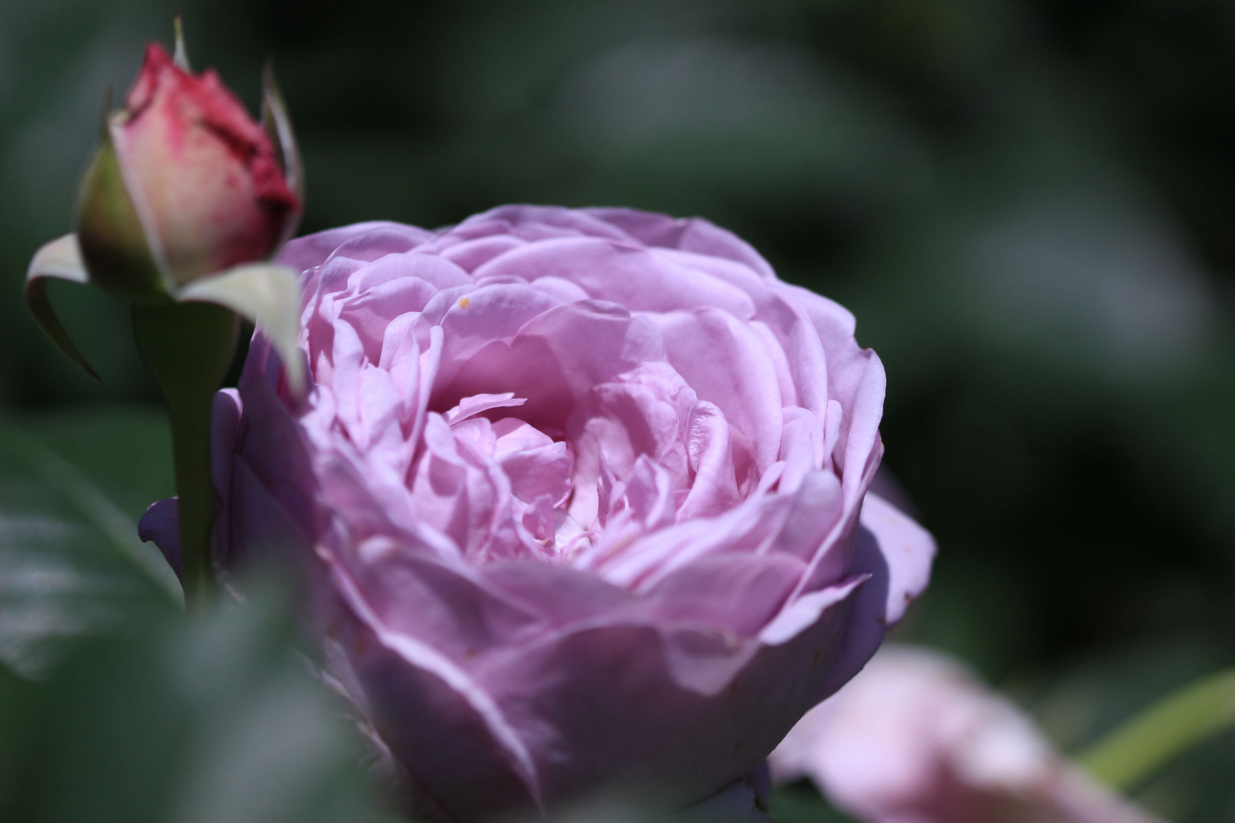 大好きな青系の薔薇 野の花ブログ 大好きな青系の薔薇 野の花ブログ