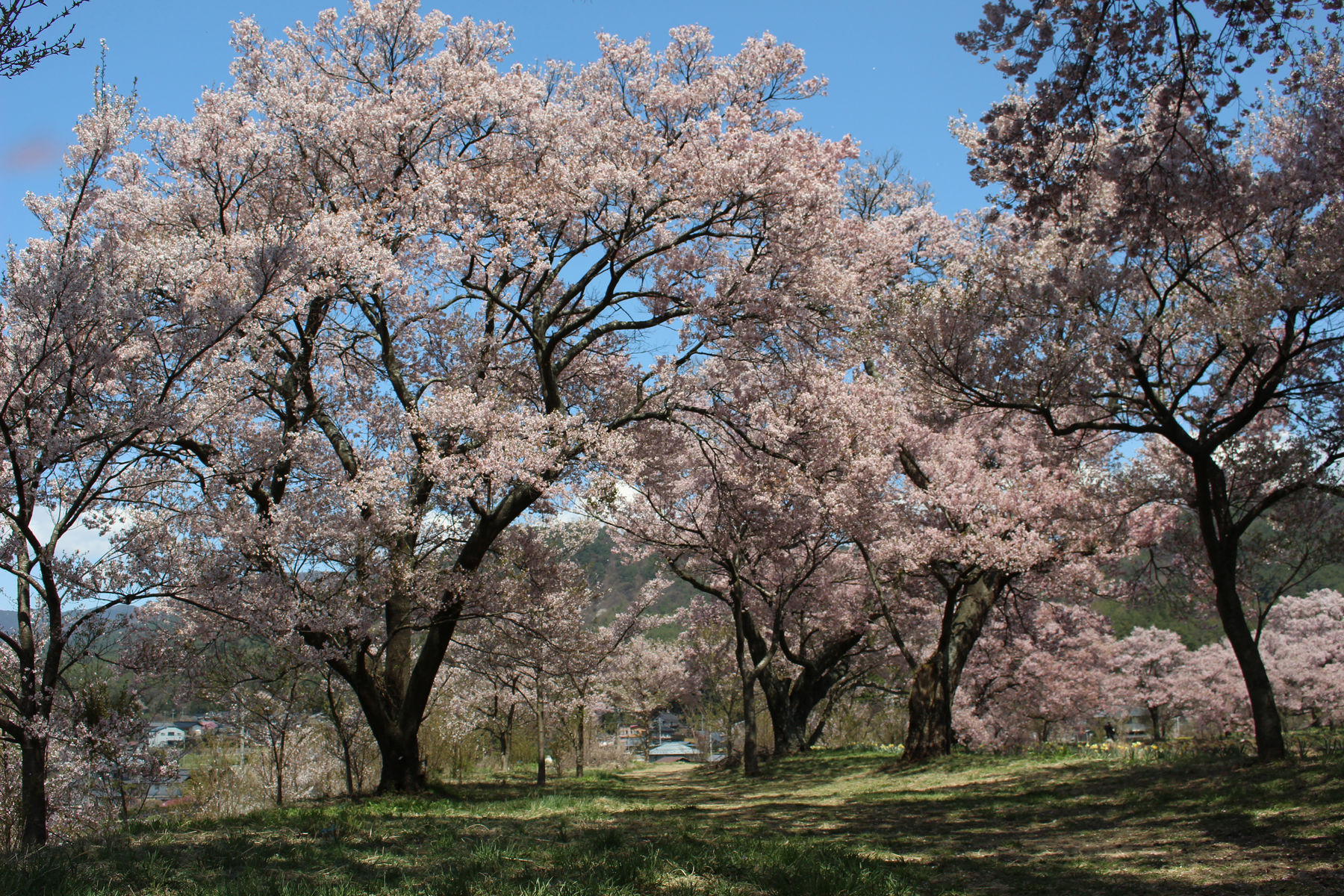 池の周りに咲く小彼岸桜 野の花ブログ 池の周りに咲く小彼岸桜 野の花ブログ