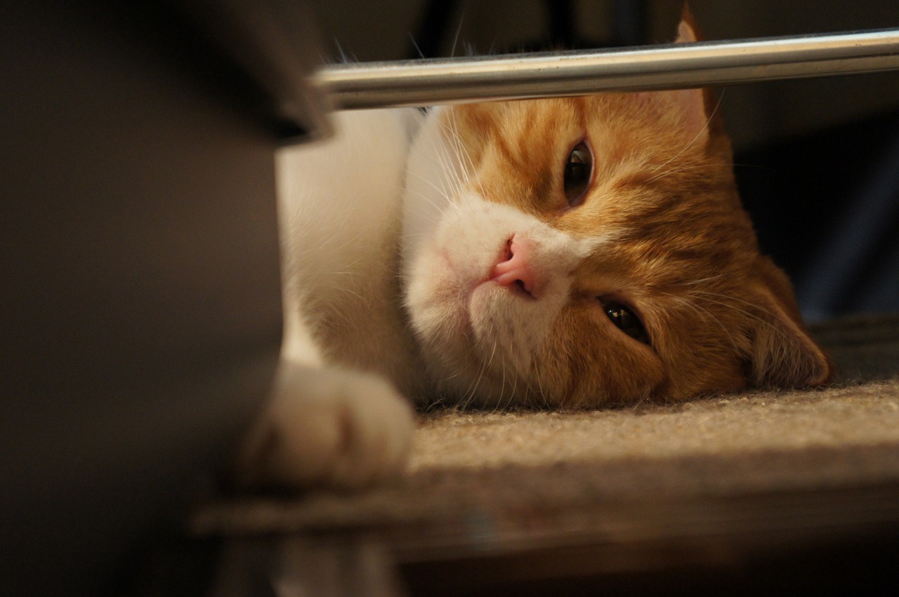 7月23日 猫のいる休憩所299に行ってきました 気ままに写真日記