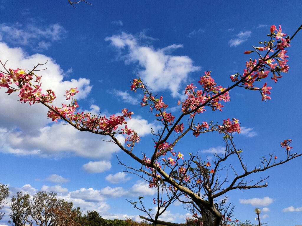 那覇新都心は 徳利木綿 トックリキワタ のピンク色の花が咲いてる 令和元年からの沖縄定住生活